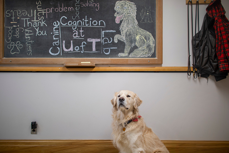 A golden retriever sits in front of a chalkboard at the Canine Cognition Lab