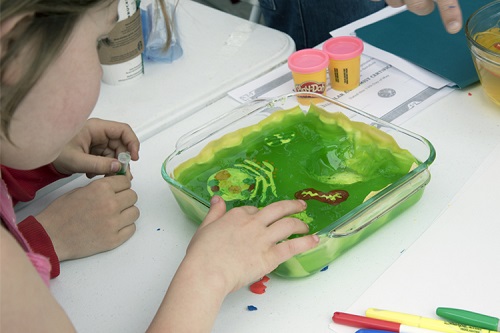 A young girl looking at a container with green jello with cell components in it
