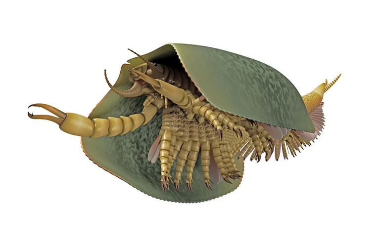 3D reconstruction of Tokummia katalepsis