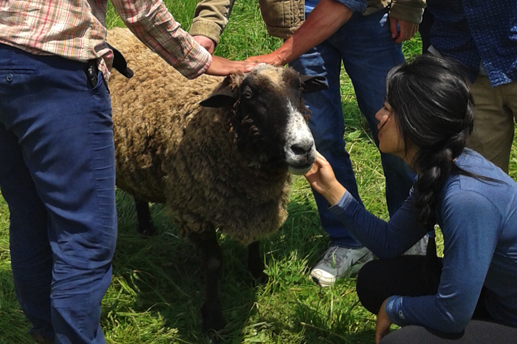 A group of students petting a sheep
