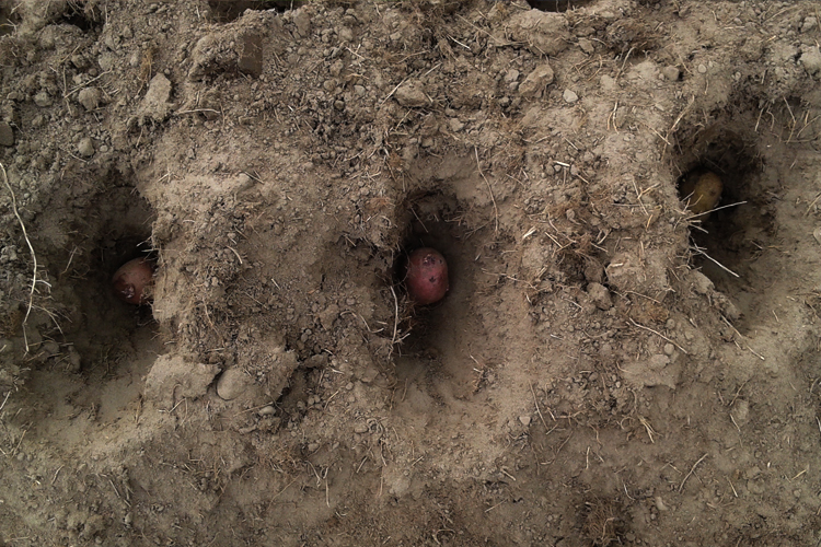 Three holes dug into soil, each with a potato at the bottom