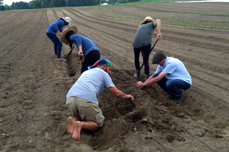 Five students working on a field using tools and their hands