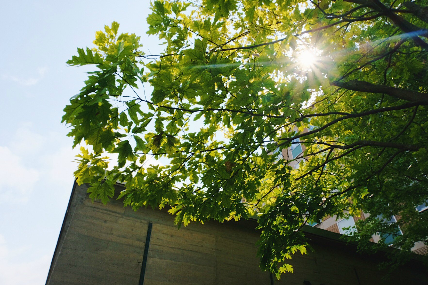 Photo looking up at leaves and a building