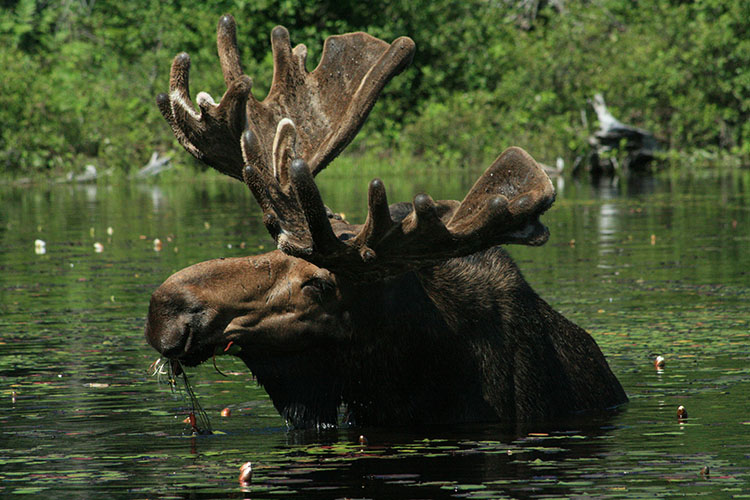 a bull moose in a river