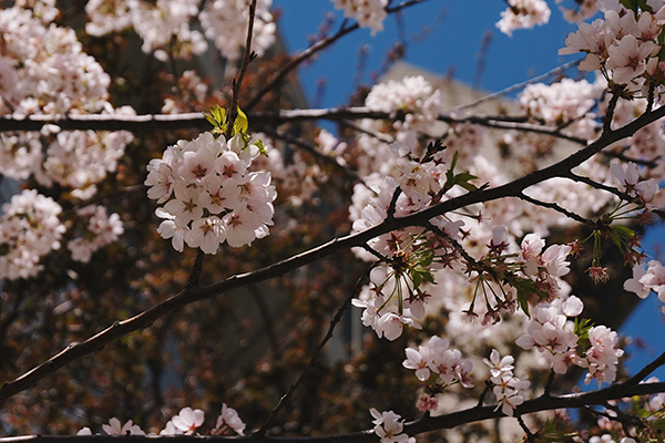 cherry blossom in St George campus