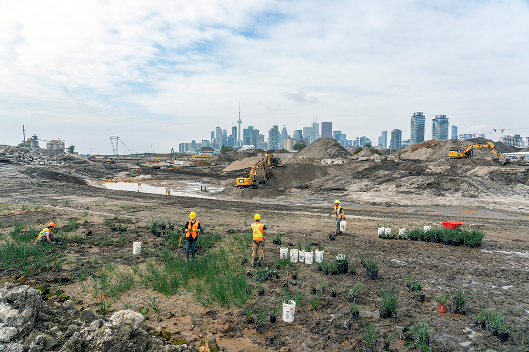 Toronto port lands construction site with plants growing in the excavated earth
