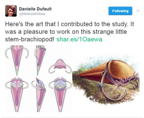 Danielle Dufault's tweet depicting the artwork of a hyolith she contributed to
