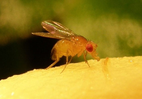 fruit fly landing on a yellow substance