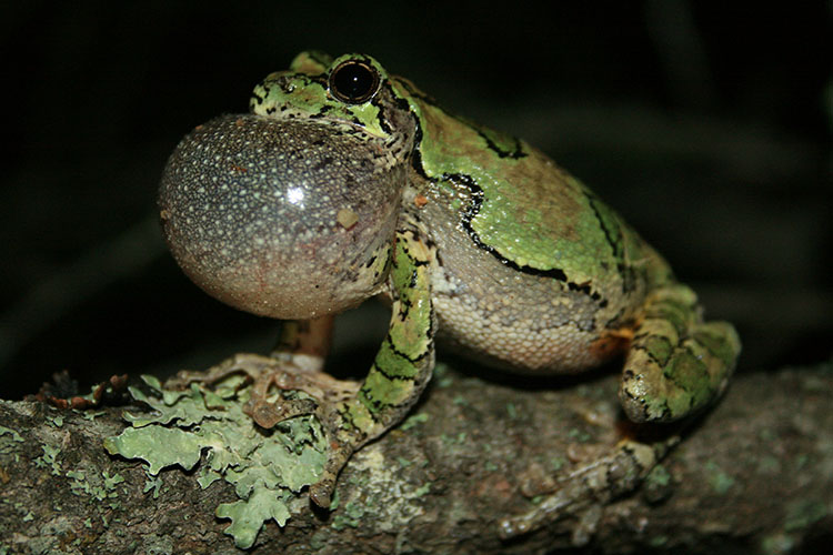 A gray treefrog in mid-vocalization