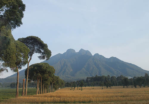 Large volcanoes with a grassy field and blue sky in Rwanda. 