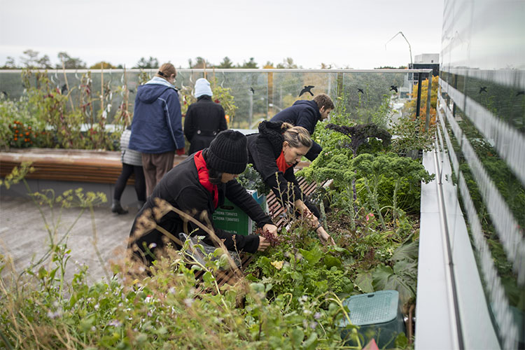 Students gardening in the "living lab"