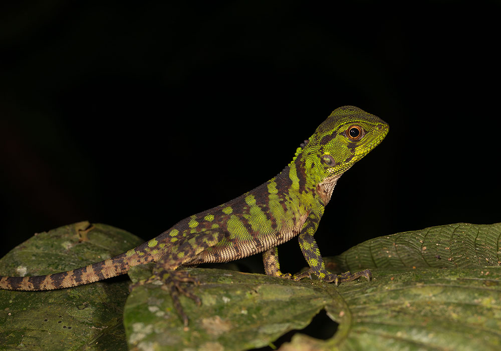 A green lizard rests on a leaf. The background is pure black.