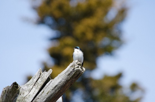 A little bird with a white chest and a black head and black wings, perched on a branch.