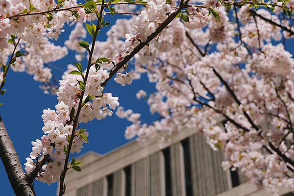 Cherry blossom in front of Robarts library
