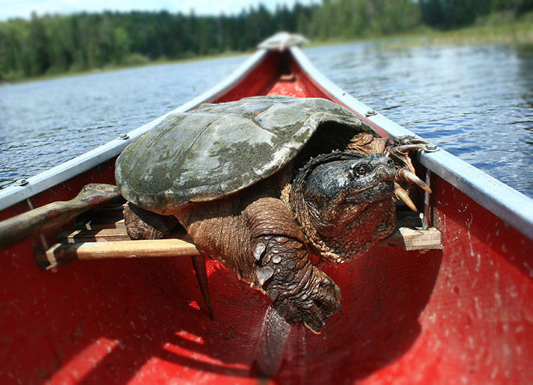 a snapping turtle in a canoe