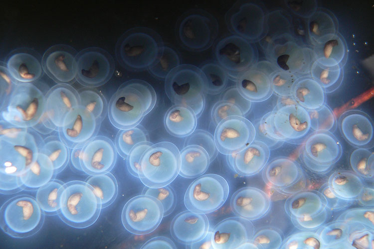 Spotted salamander eggs.