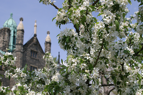 Spring Flowers in St George campus