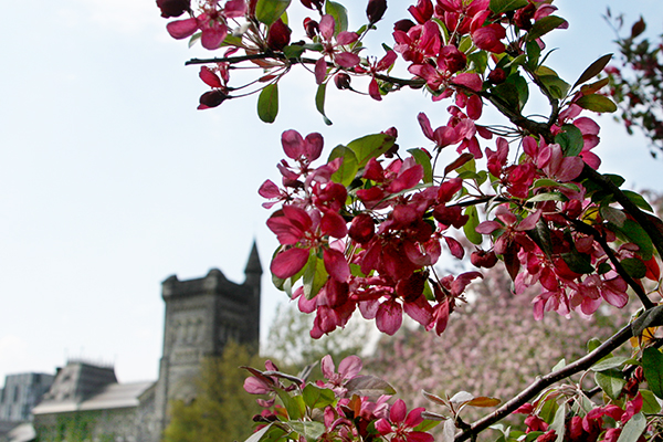 Spring flower in St George campus