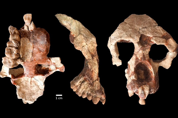 Three ape skull bones