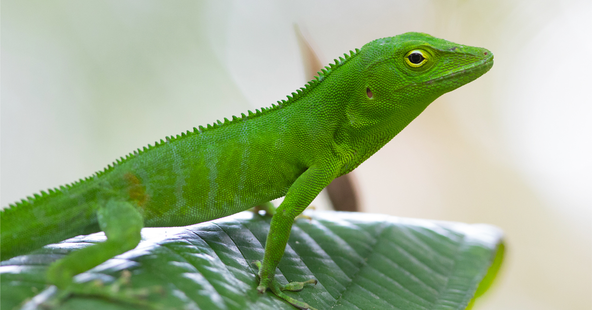  An anole lizard