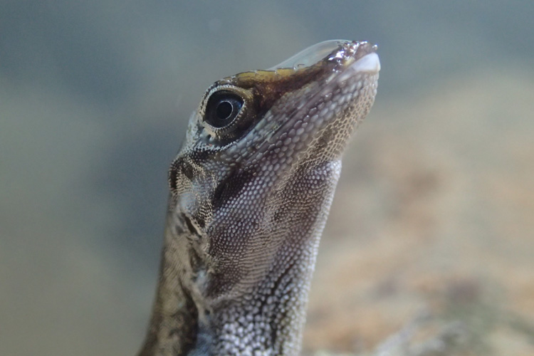 a close up of a lizard's head