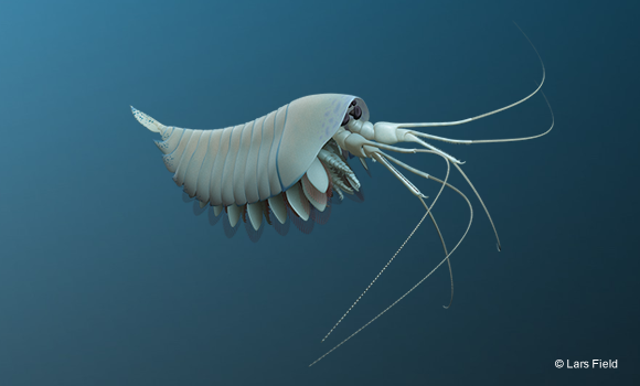 illustration of arthropod