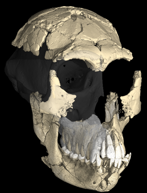 Ape skull fossil.