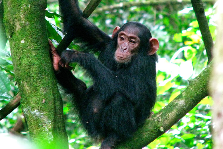 Chimp named Ava sitting in a tree