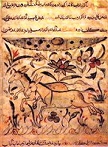 Page from the Book of Animals with Arabic script and an illustration of two galloping horses.