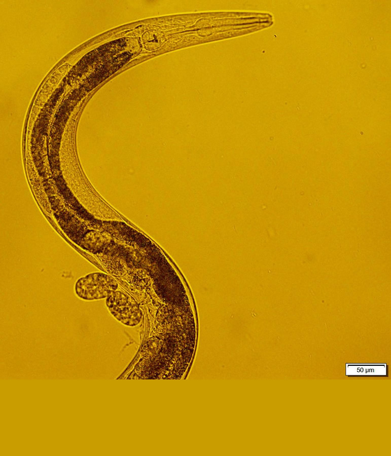 Worm-like creature called Caenorhabditis macrosperma