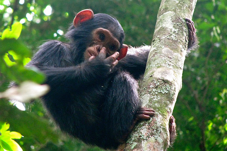 Chimp named Susannah holding onto a tree