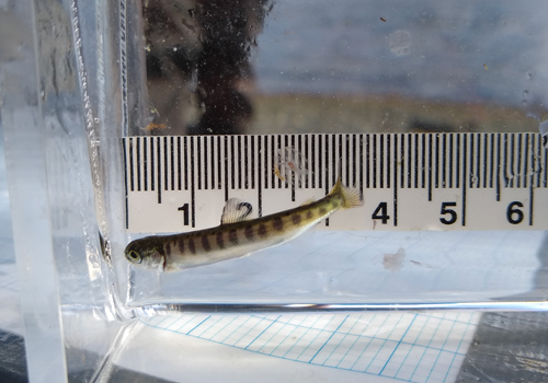 baby salmon in a water tank with a ruler noting its size of a little less than 4 inches