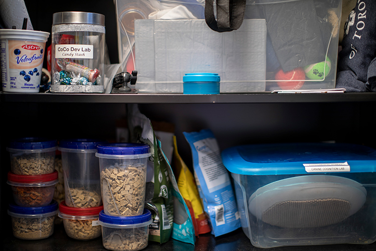 The Canine Cognition Lab supply closet includes various treats, balls and candy