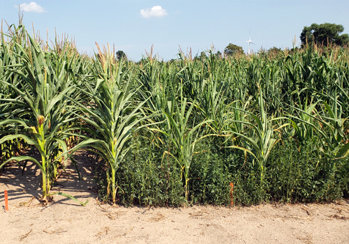  Waterhemp in a corn field