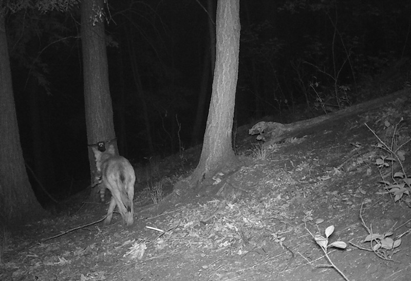A coyote in the forest at night with a racoon in its mouth