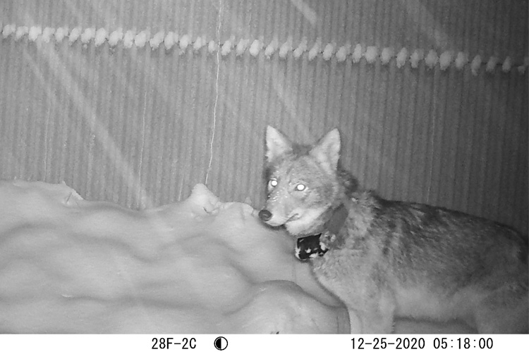 Black and white photo of a coyote