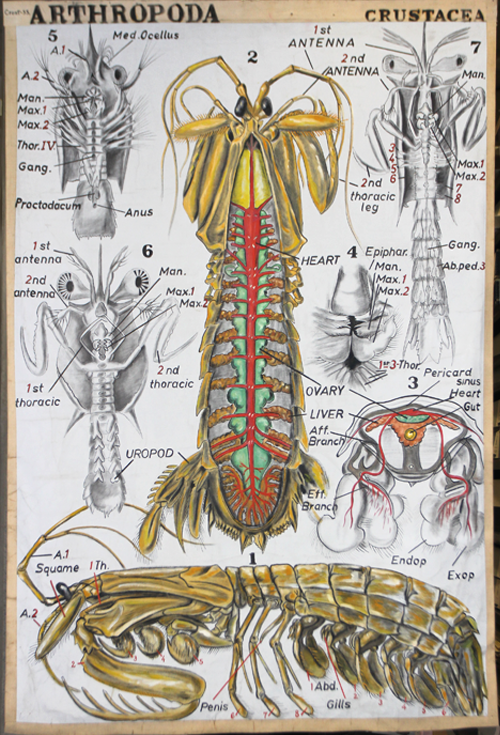 A detailed illustration of a crustacean.