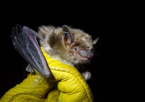 A bat held by a yellow glove in the dark.