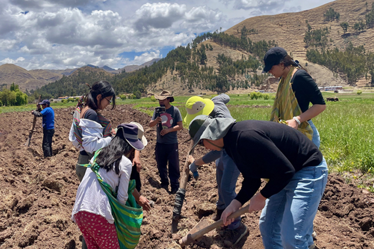 A group of people digging and planting potatoes under a bright blue sky.