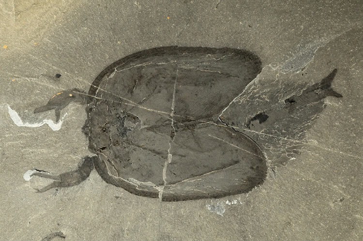 Dorso-ventrally preserved specimen showing a pair of large pincers (maxillipeds)