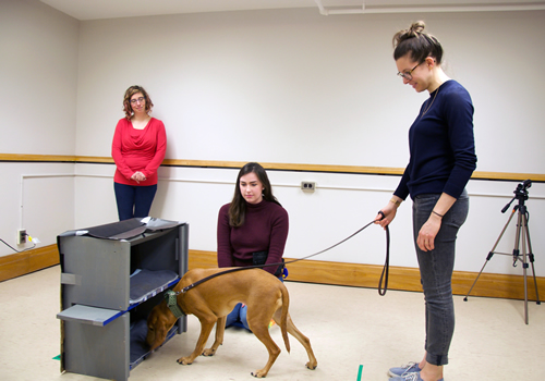 Student holding a dog on a leash while it investigates what is in a box