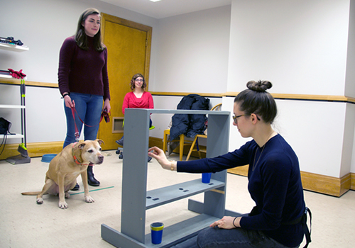 A student preparing to drop an object for an experiment with Pumpkin the dog, who is watching while being held on a leash
