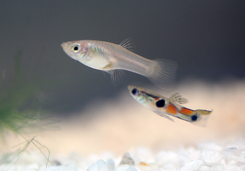A white female and orange spotted male guppy.