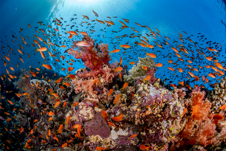 Fish swimming around a coral reef