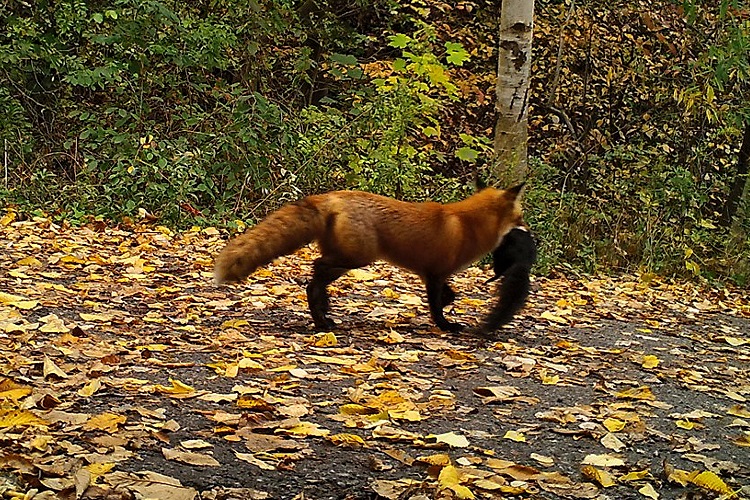 A fox in a forest with prey in his mouth