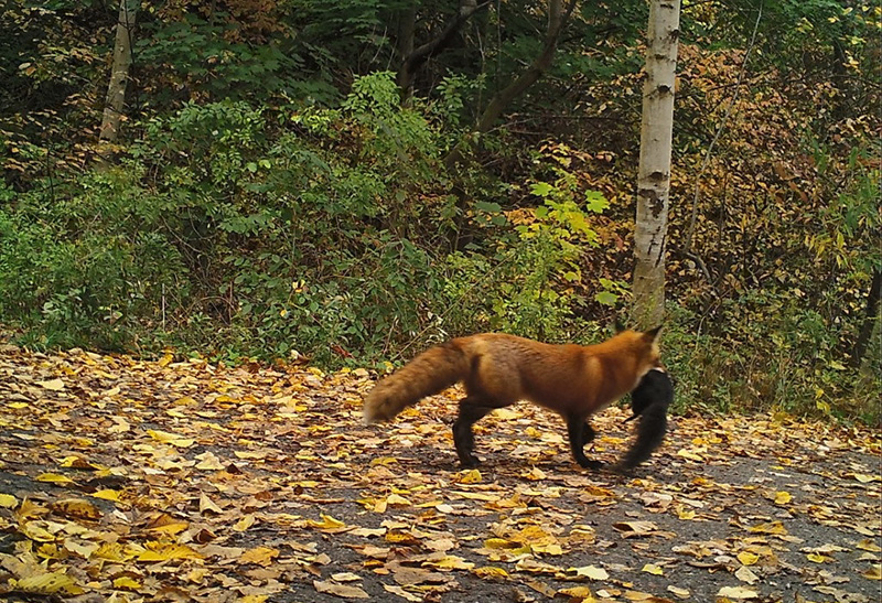 A fox in the forest with an animal in its mouth