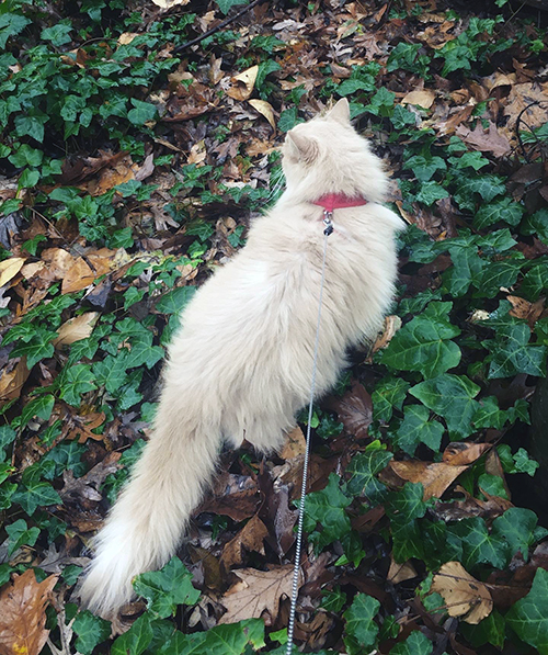 A white cat walks in green ivy and leaves on a leash.