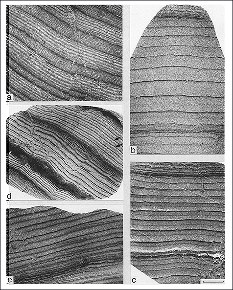  geologic evidence from a tidal estuary