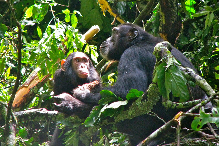 Infant chimp, Gus, sitting by older male chimp, Bartok