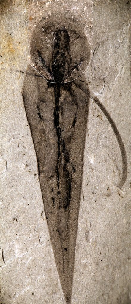 An image of a haplophrentis carinatus. 